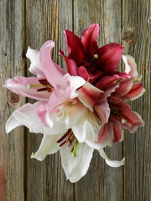 S ASSORTED ORIENTAL LILIES